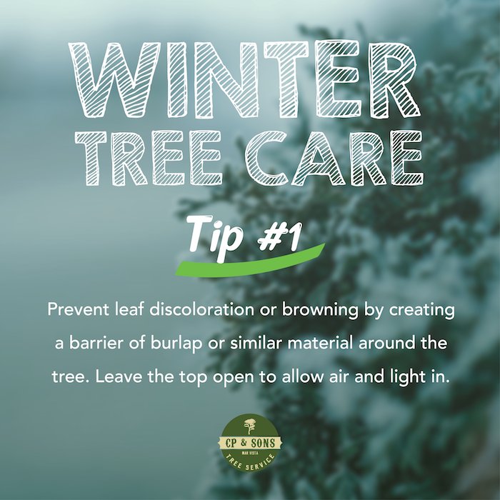 The cold season is here, which means it's time to prepare your trees for strong winds and storms.

#Winter #Treecare