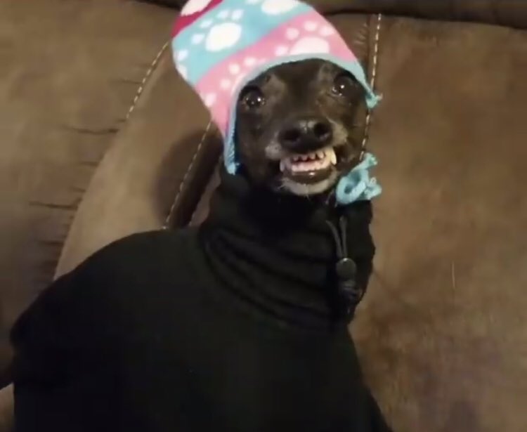 DeliaDAmbra's tweet image. Everyone in SWFL right now... #LowTemps