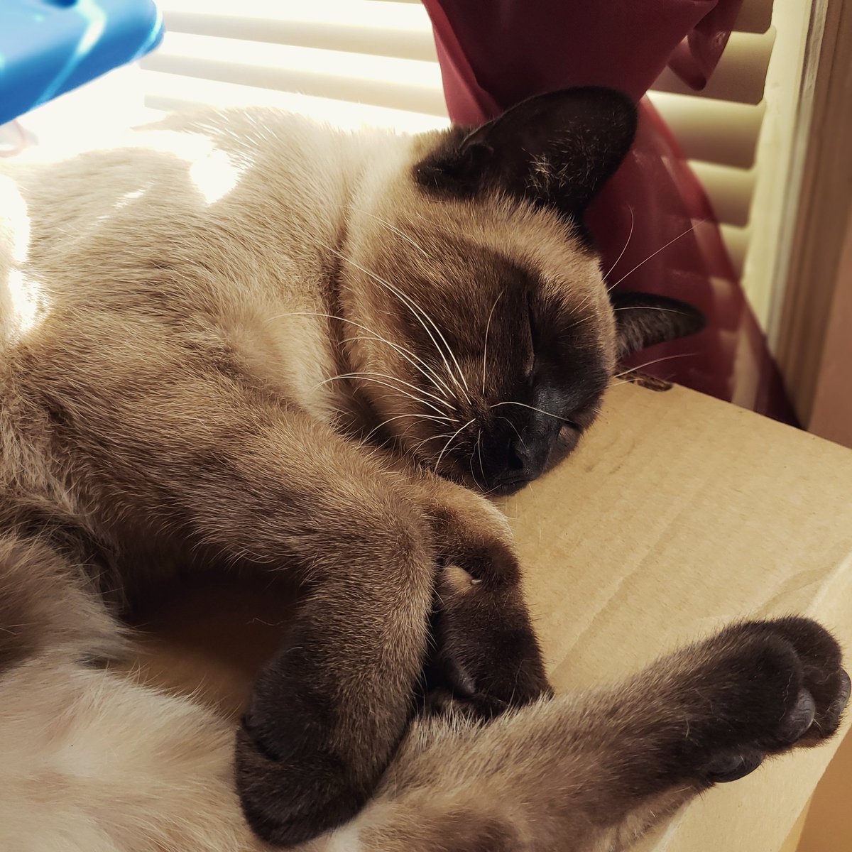 TheZiba's tweet photo. Sunbeam snoozes, while they last!
#adoptdontshop #pdx #pdxcats #catsofportland #catsofpdx #ohspets #meezer #siamese #teamziba4life #rescuedismyfavoritebreed #cats #kittens #CatsOfTwitter
#artharder #siyamkedisi #gato #flawless #charisma18 #blueeyes #sunbeam #slumberfilter https://t.co/d1pVjju0hn