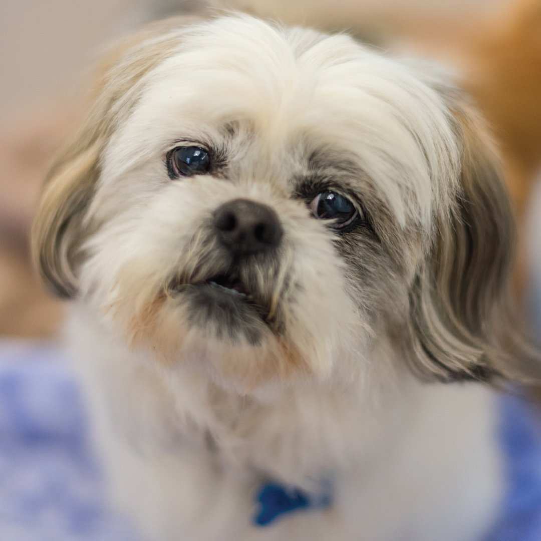 Great news in ATL! bit.ly/ATLbanspetstor… #SaveThemAll #PuppiesArentProducts