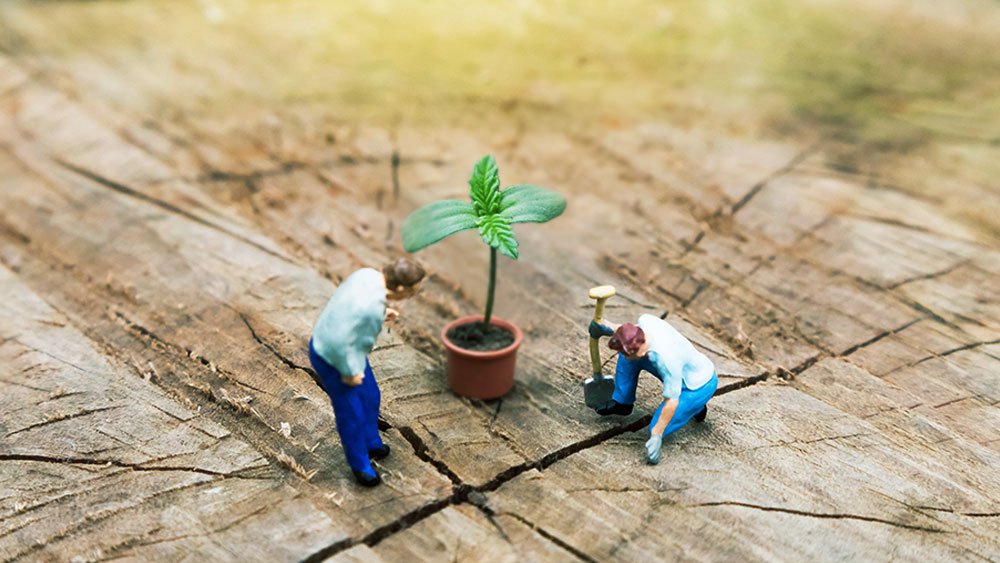 treetopsonly's tweet photo. Why working in weed greenhouses is not appealing to Canadians https://t.co/sO23ZHaWuh https://t.co/LJHEttJZxY