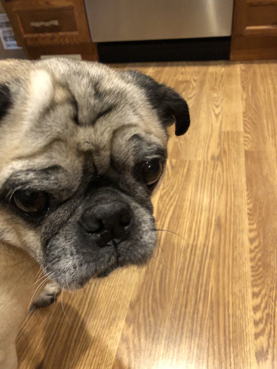 PugCoby's tweet image. When my mom buys inferior mandarin oranges from Chile instead of the good ones from China, home of my ancestors. #mandarinoranges #pugs #China