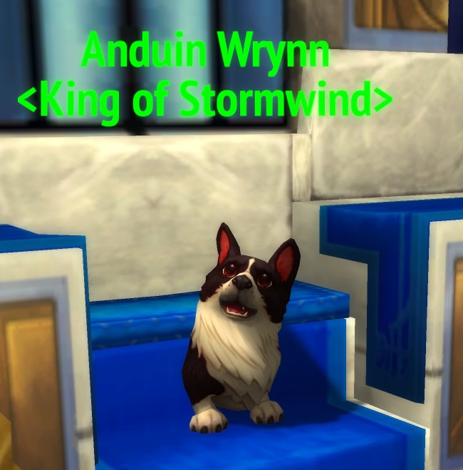 _Haruda's tweet image. When your King is a Corgi in disguise