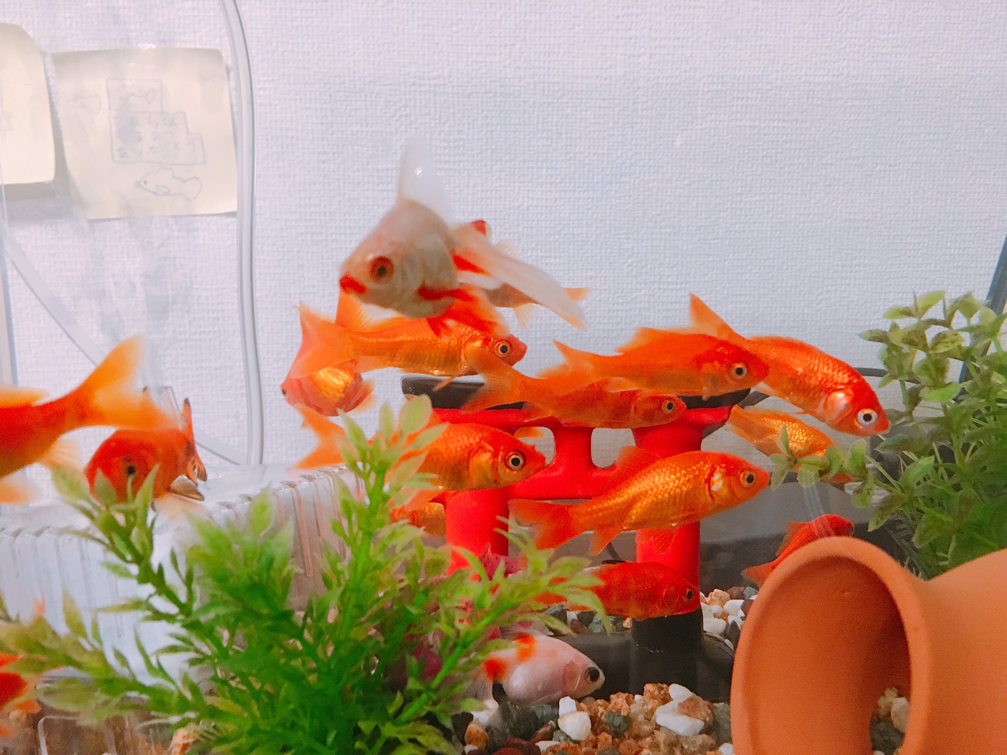金魚密度高い Twitter Search Twitter