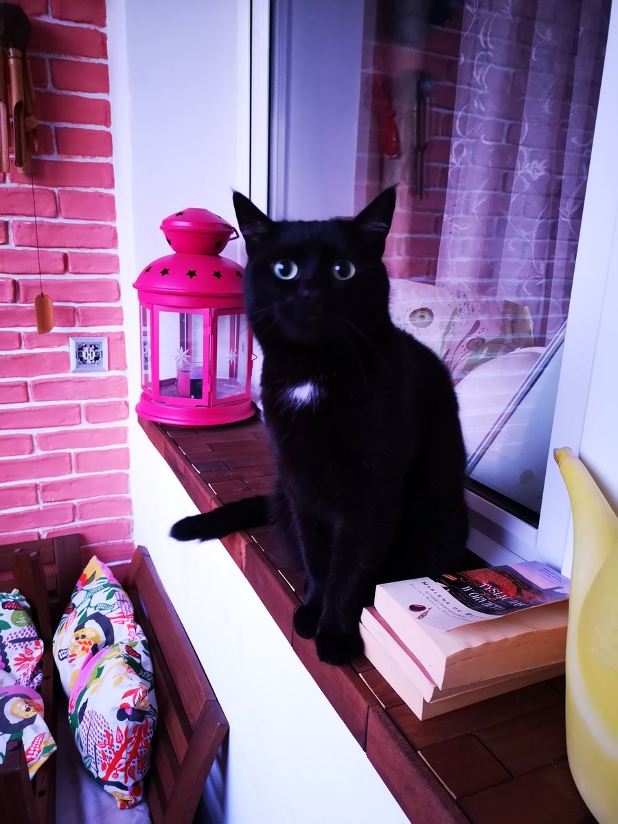 aguwasil's tweet photo. https://t.co/Gu1PPFk7NK

#Moma! Why is it #cold outside?! Do #Something! I, #Shsisha the #cat, tell you that you must to do Something about it! #CatsOfTwitter #catsofinstagram #catlovers #caturday https://t.co/dkf35SWbNy