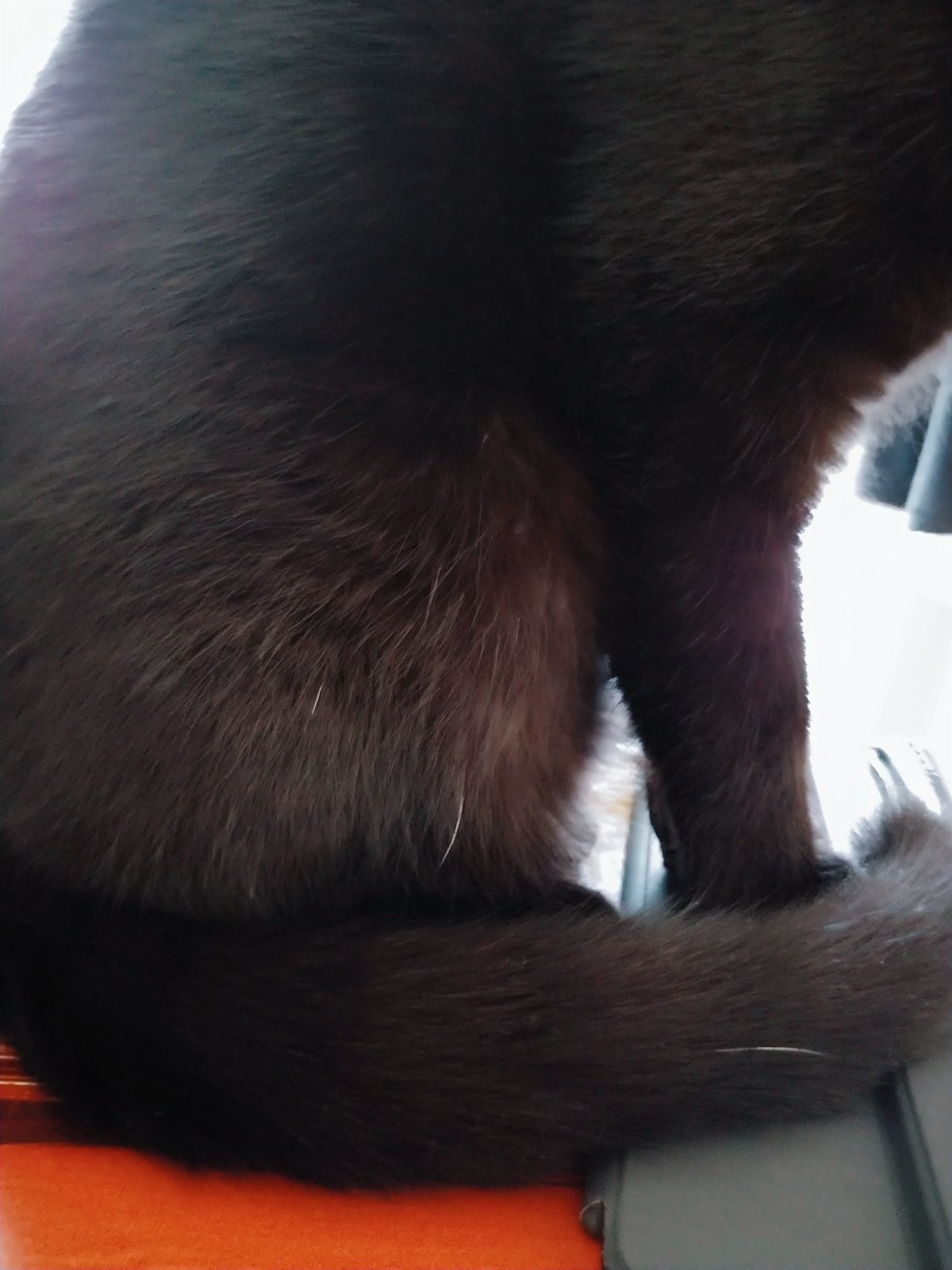猫　毛づくろい 猫の毛づくろい | カプセルコレクション | 株式会社ターリン