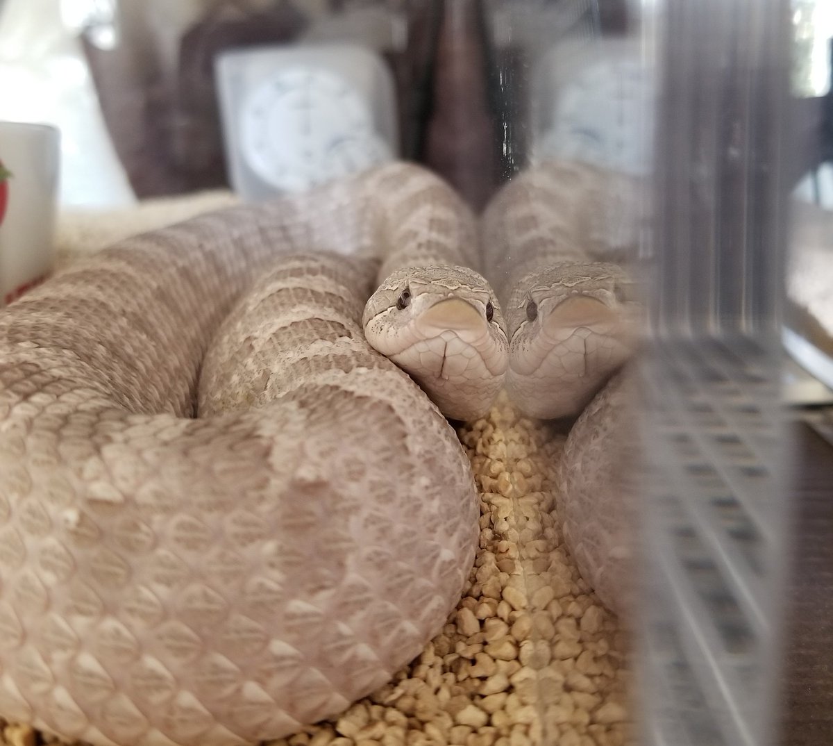 はちゅ飼い女房 Sissyさん 可愛いお顔が潰れてるよー ๑ ლ ๑ セイブシシバナヘビ シシバナラベンダー