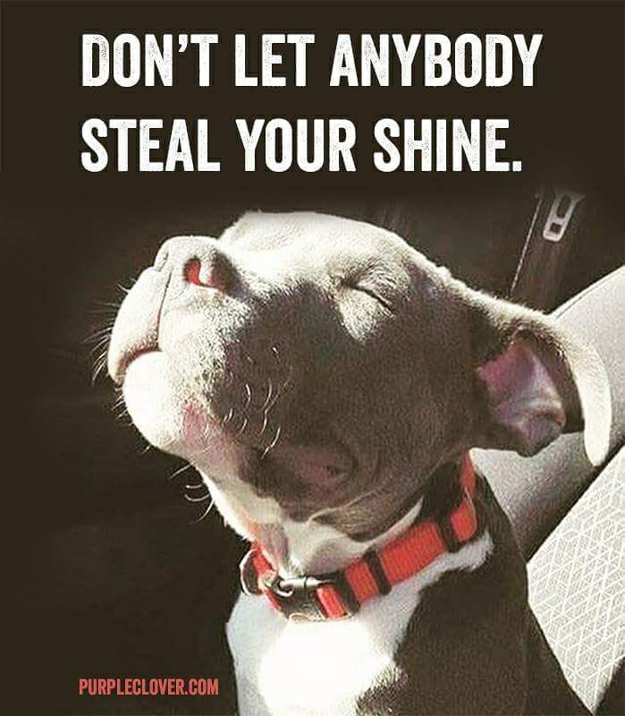 sanjay_8274's tweet photo. Don't let anybody steal your shine...
#SaturdayMotivation  #quote https://t.co/UsLx4ro7jE