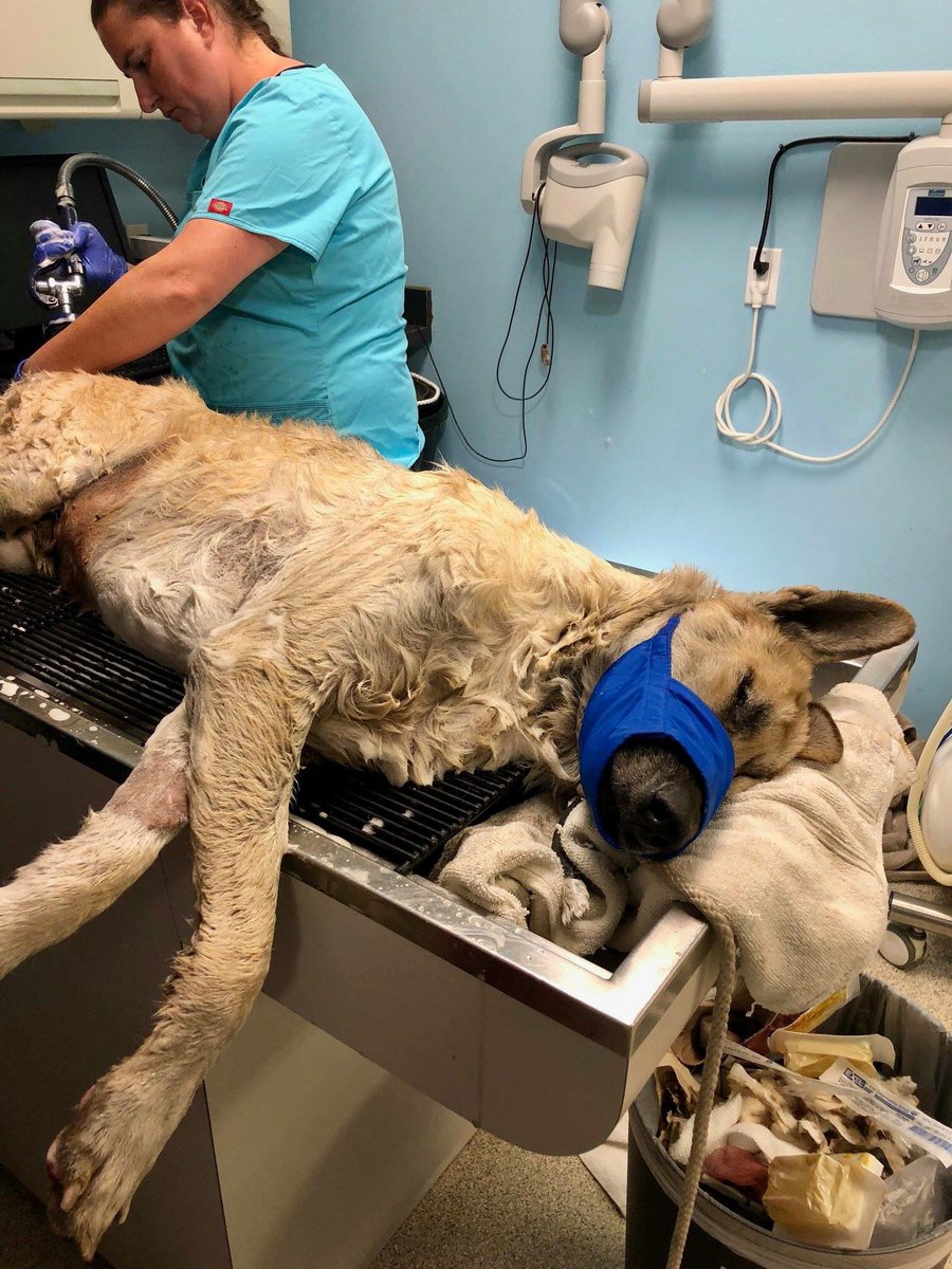 TLAPRescue's tweet photo. We are providing #free #veterinary care to all victims of the #hillfire and #WoolseyFire #AgouraHills  #ca  if you need assistance please let us help ! 
Want to support us in our mission ? Check out our website or amazing wishlist: https://t.co/AR9YsfsZhu https://t.co/WCHdMUKoSM