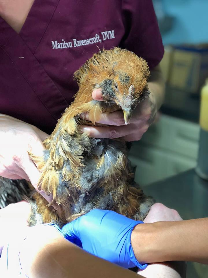 TLAPRescue's tweet photo. We are providing #free #veterinary care to all victims of the #hillfire and #WoolseyFire #AgouraHills  #ca  if you need assistance please let us help ! 
Want to support us in our mission ? Check out our website or amazing wishlist: https://t.co/AR9YsfsZhu https://t.co/WCHdMUKoSM