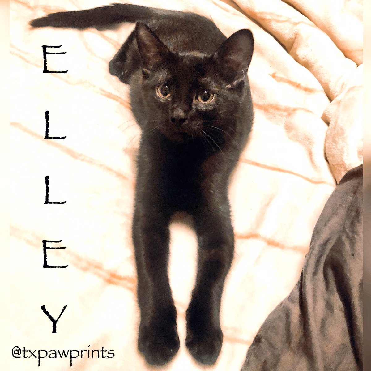 txpawprints's tweet photo. Countdown of 30 reasons to adopt a #blackcat

14. Black cats are iconic. 

Elley is currently available for adoption.

#blackcatsrule #rescuecat #furbaby #minipanther #dallascats #dfwcats #AdoptDontShop #catsoftwitter #fortheloveofpets #picme https://t.co/umCz3oaRAm