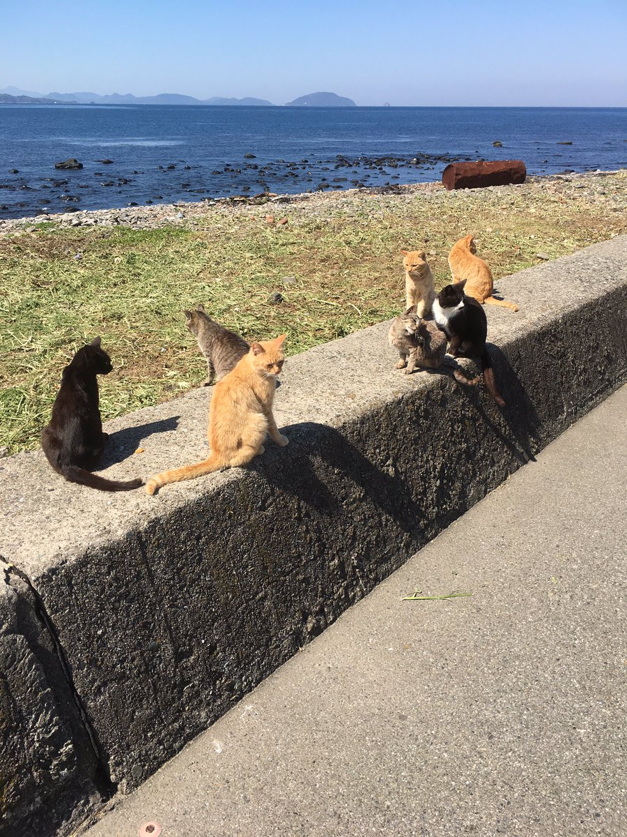 aimo_imo's tweet photo. 久しぶりに固ツイ作り直し
猫好き集まれー😸 https://t.co/LGE0BUrimh