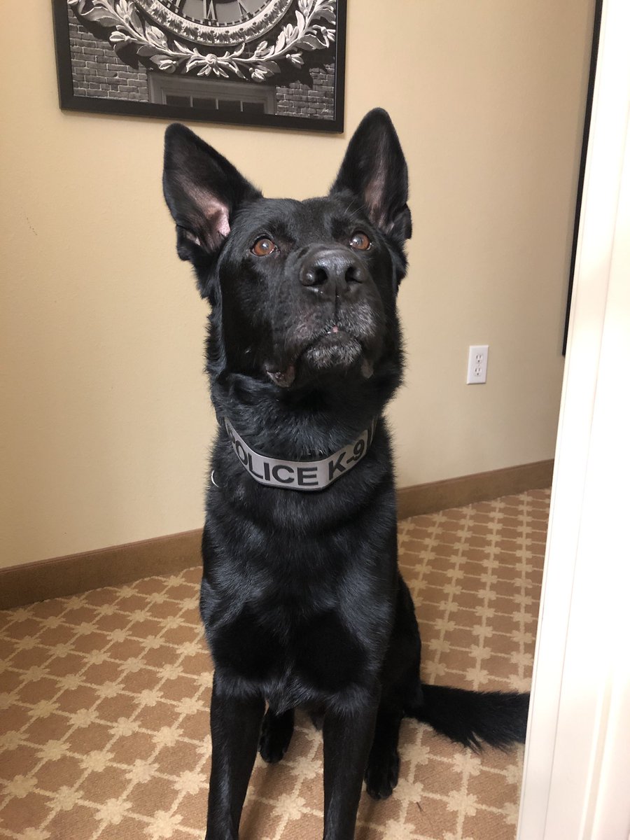 AaronEck_K9's tweet photo. #K9Shadow enjoying his hotel time during the Southern Coast K9 Detection Seminar in Daytona Beach! Happy dog!! https://t.co/zTQAq2dQNP