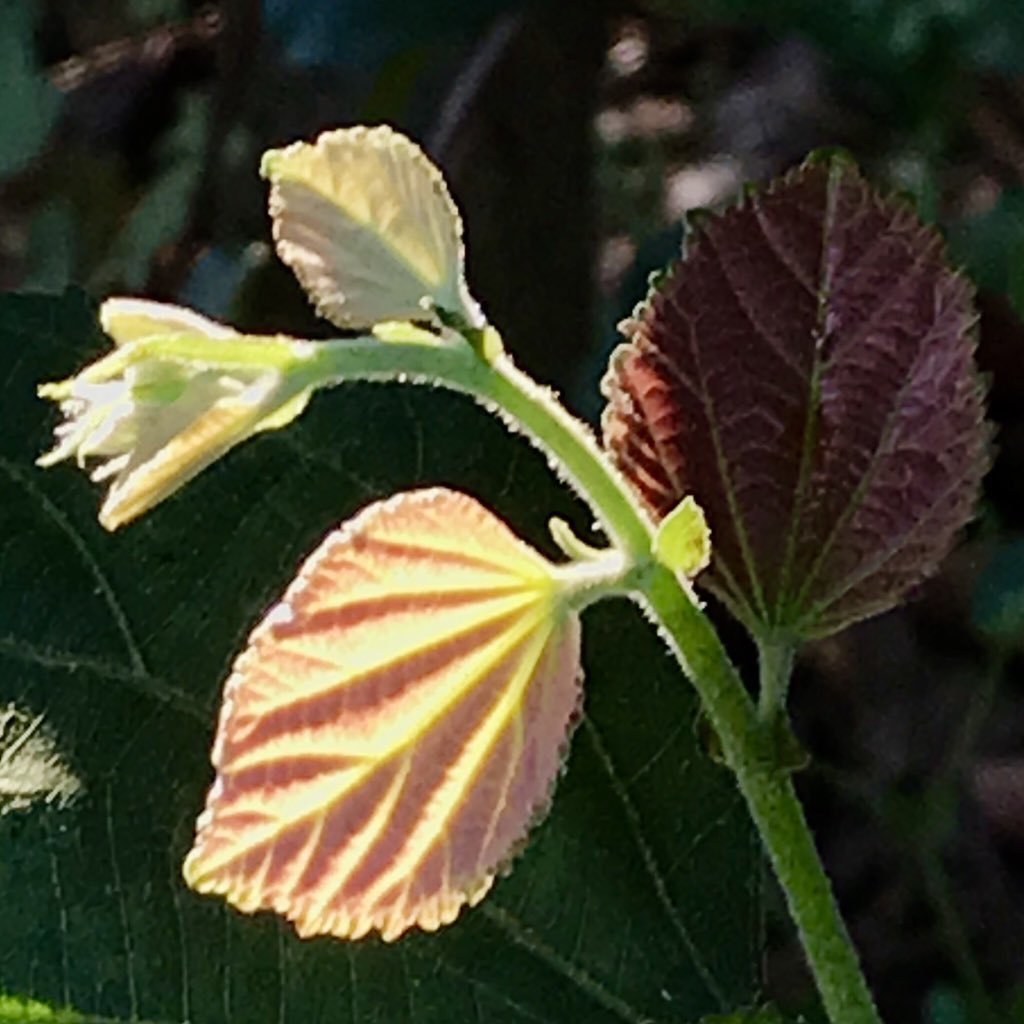 Just some refreshing leaves this morning!From the wilderness of  #JimCorbett