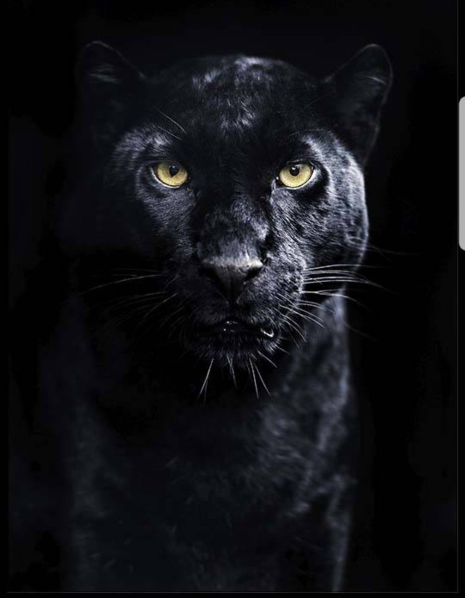 LedfordProud's tweet photo. Ledford Proud of our @LedfordFootball team for taking down the Carrboro Jaguars in the First Round of Playoffs 34-0!!! #WTGPanthers #Ledfordfamily #RoundTwoBound 🎉🐾🏈🐾🎉 https://t.co/hbuNndhMGl
