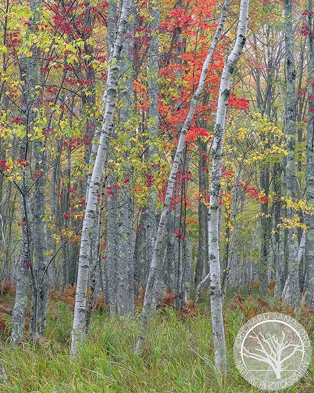 Autumn colors in the woodlands of Acadia National Park, Maine.
.
.
.
.
.
#exploremore #acadianationalpark #ignewengland #mainetheway #mainelife #fallcolor #igersmaine #landscape_capture #naturalnewengland #nationalparks #wearestillwild #maineisgorgeous #… ift.tt/2DIkNEB