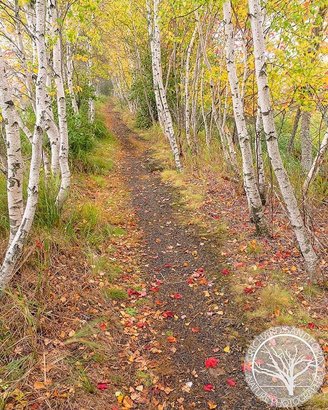 Birch trees line a walking path in the woodlands of Acadia National Park, Maine. . . . . . . #exploremore #acadianationalpark #ignewengland #mainetheway #mainelife #fallcolor #igersmaine #landscape_capture #naturalnewengland #nationalparks #wearestillwil… ift.tt/2DIaaBB