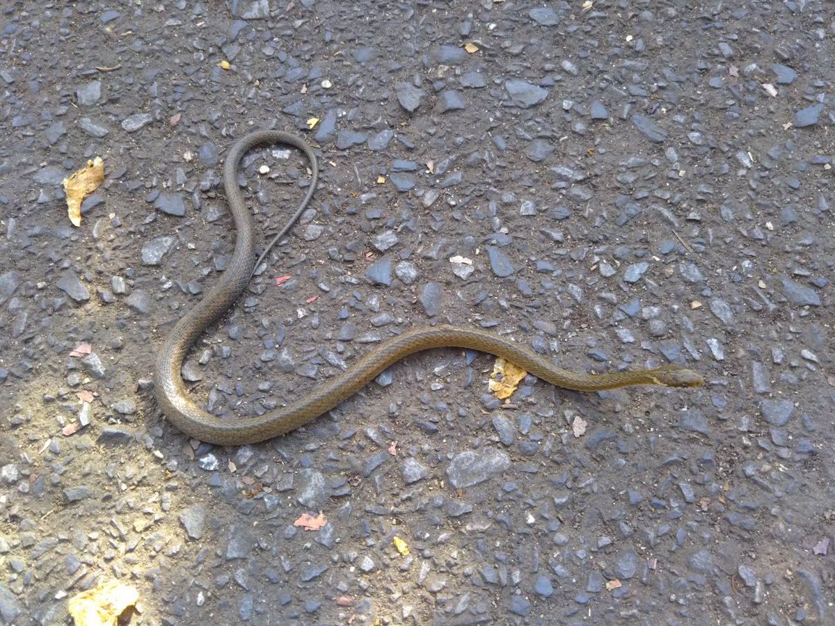 Shun En Twitter 今日のヘビ パッと見アオダイショウの幼蛇かと思ったけど 首周り見るとヤマカガシかな 動きは鈍かった