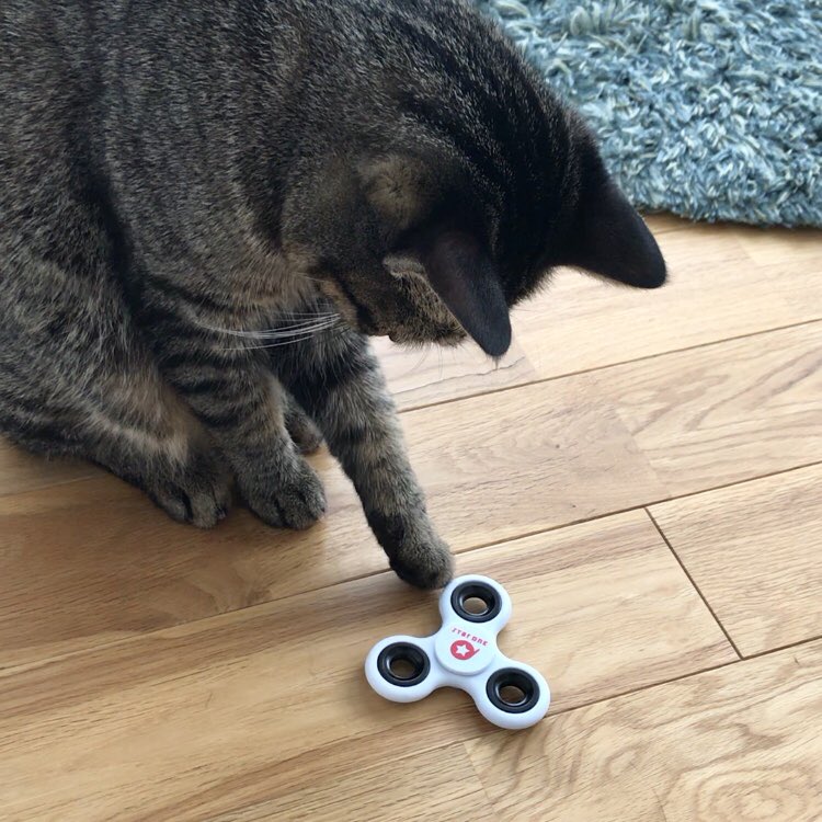 marumittugames's tweet image. フォロワーさんが増えたので自己紹介します！

夫婦ともども会社を辞め自宅でゲーム開発をしています。
もうすぐ宇宙を舞台にしたタップゲーム #StarONE のモバイルグレードアップ版とSwitch移植版がリリースされます。是非遊んでみてください^ ^

ねこ多めですが一応ゲーム開発アカウントです！^u^