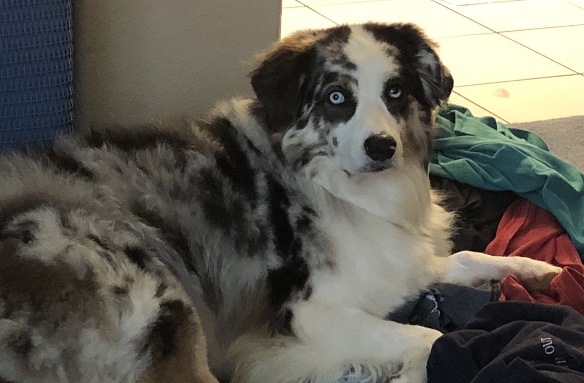KolbyJamesEdgar's tweet photo. @AllThingsAuss @aussiesdointhgs Izack. He will be 7 in January He’s just a great dog!  Loving Loyal. Cream Puff 😊 LOVES to play ball. https://t.co/7V22yde3QJ