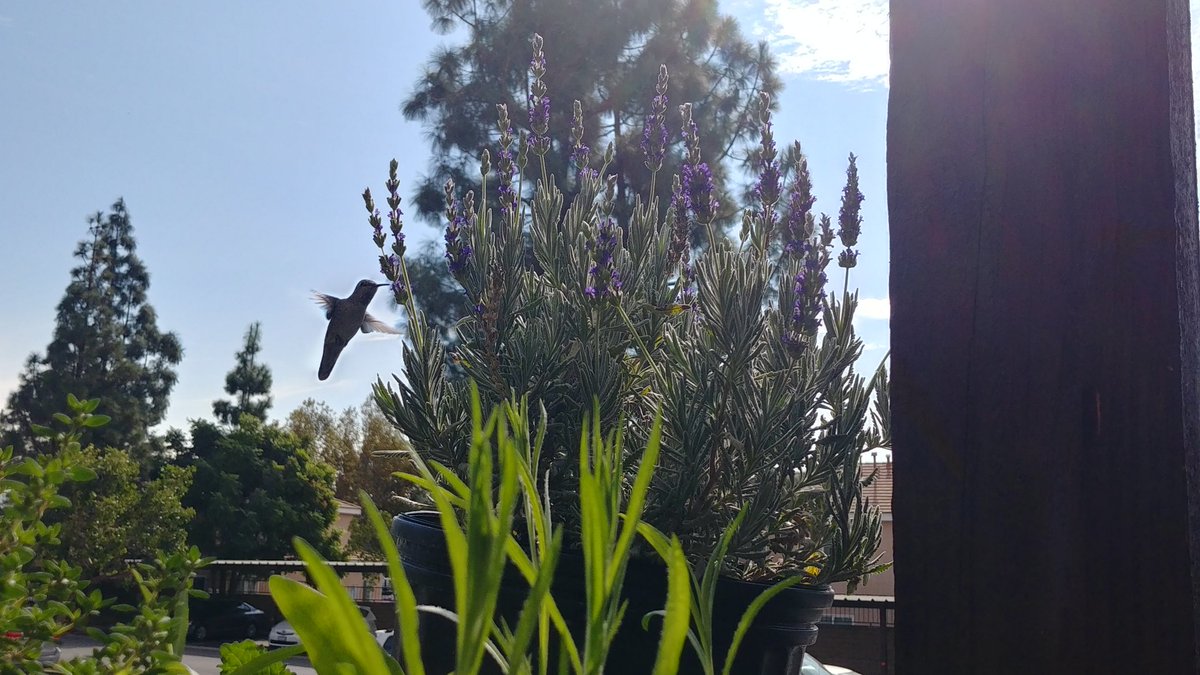 Rebeccas_Art's tweet image. I have the choice of being like a hummingbird free to fly and enjoy the best of what flowers I fancy. #nature #freewill #notstuck.