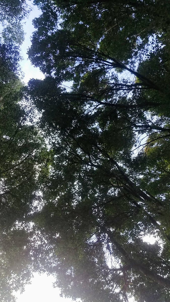 Rebeccas_Art's tweet image. I have the choice of being like a hummingbird free to fly and enjoy the best of what flowers I fancy. #nature #freewill #notstuck.