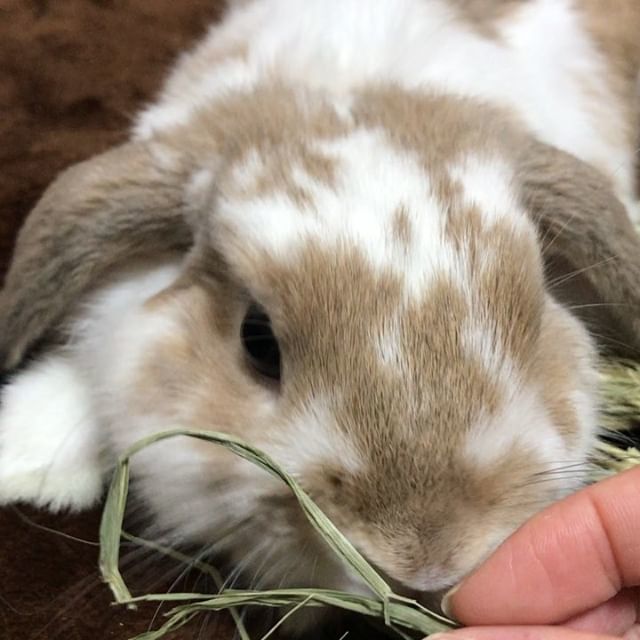 hn_h's tweet photo. timothy hay’s awesome!

#bunnies #rabbitsofinstagram #petstagram #cuteanimals https://t.co/xFLxgVaGZY https://t.co/H5wGfi6HJa