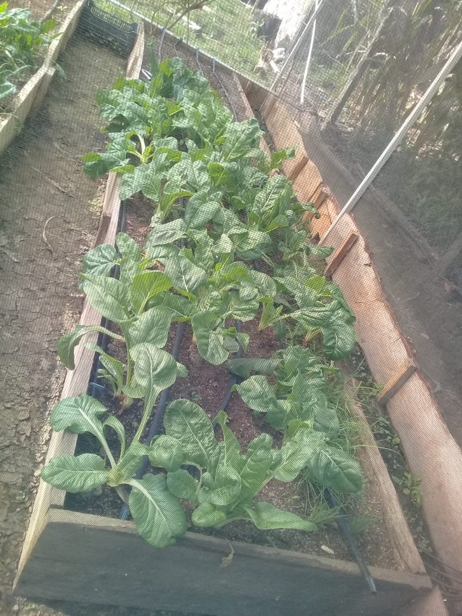 consiah_sc's tweet photo. Capacitación a productores PESA en los municipios de Calnali y Huazalingo @PESAMEXICO @ecarizpe @SEDAGRO_HIDALGO @SagarpaHgo https://t.co/687nW3zIzb
