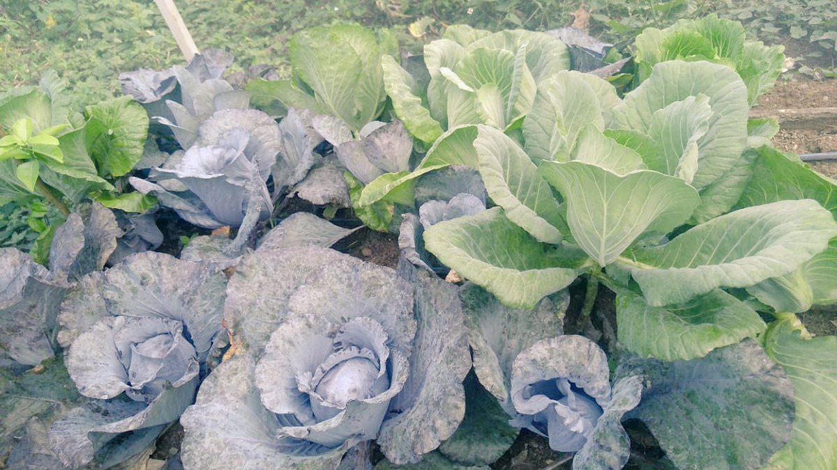 consiah_sc's tweet photo. Capacitación a productores PESA en los municipios de Calnali y Huazalingo @PESAMEXICO @ecarizpe @SEDAGRO_HIDALGO @SagarpaHgo https://t.co/687nW3zIzb