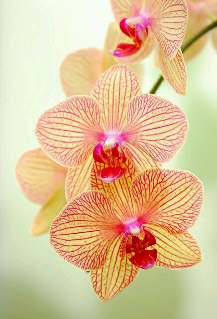 anes60982088's tweet photo. Good morning my friends 🌱🌾🌹 https://t.co/sysqpprKuK