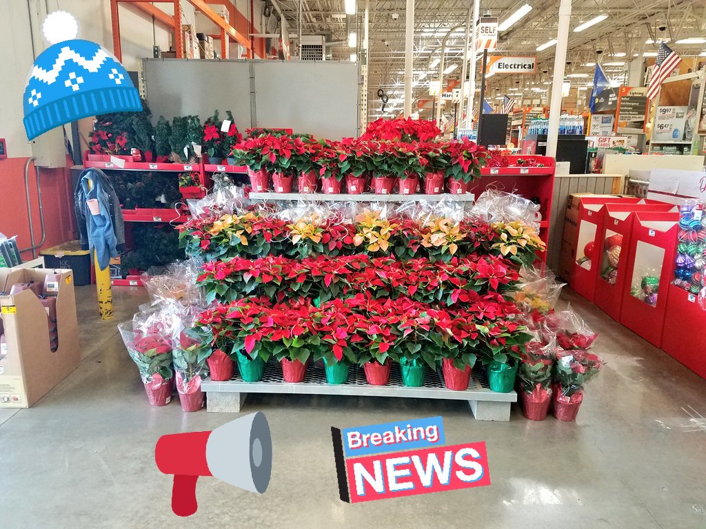Poinsettias at1405