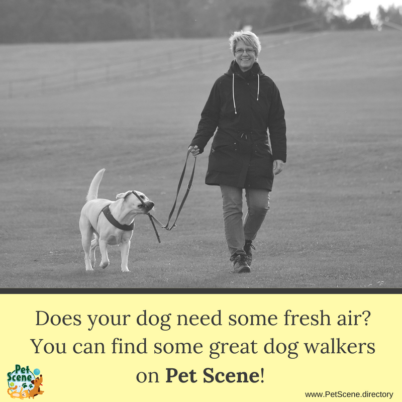 Find great #dogwalkers on PetScene.directory
