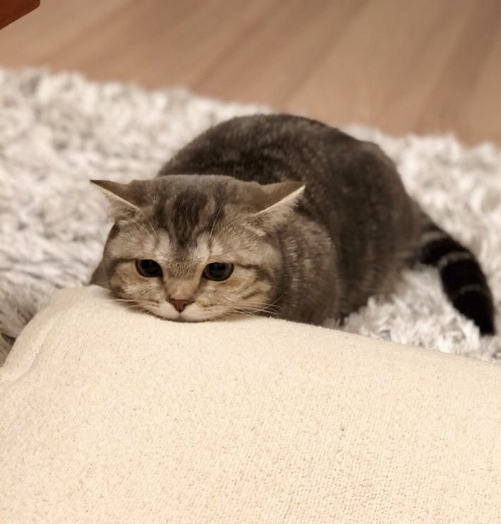 Minhyun the cat tweet media