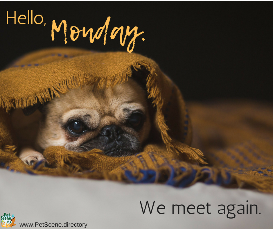 How is it #Monday again already?

#MondayMorning #MondayMotivaton