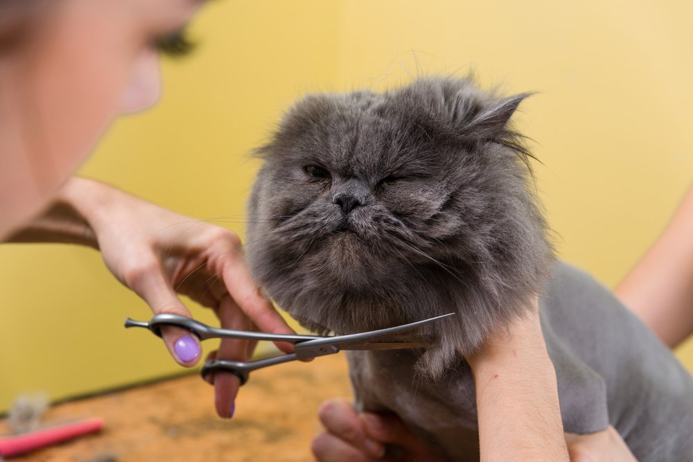 Long-haired #cats need a litte extra care for their coat. You can find a #groomer who is experienced with cats on PetScene.directory #catgroomer #meowMonday