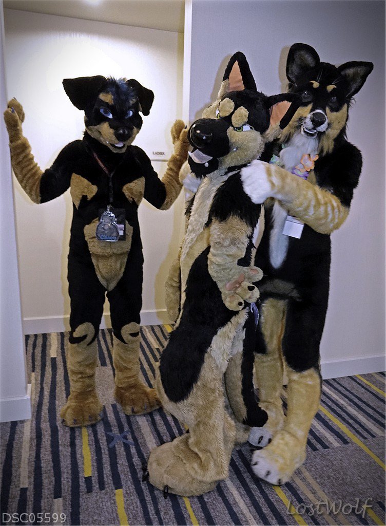 LostWolf321's tweet photo. It's @R0TTI3D0G, @saberyeen & @dogbomb1 @Califur #CF2015 https://t.co/K0NDaXTOu5