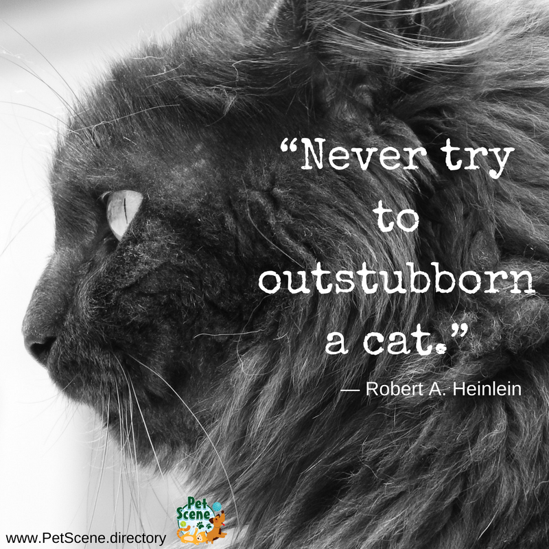 #WednesdayWisdom #WhiskersWednesday