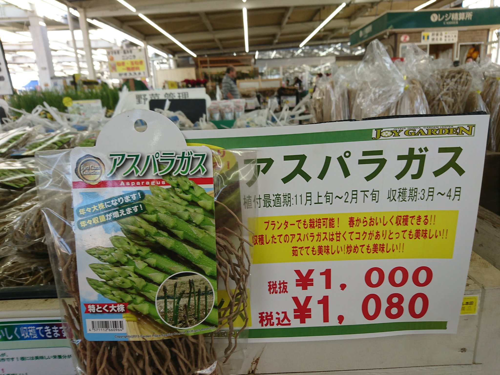 ジョイフル本田 ガーデンセンター Sur Twitter 幸手店ガーデン館 今年もアスパラガスの根株の入荷が始まりましたよ 毎年収穫出来る栄養たっぷりの特大株です 是非 ご自宅でアスパラ栽培してみませんか T Co Hmvimwttoo Twitter
