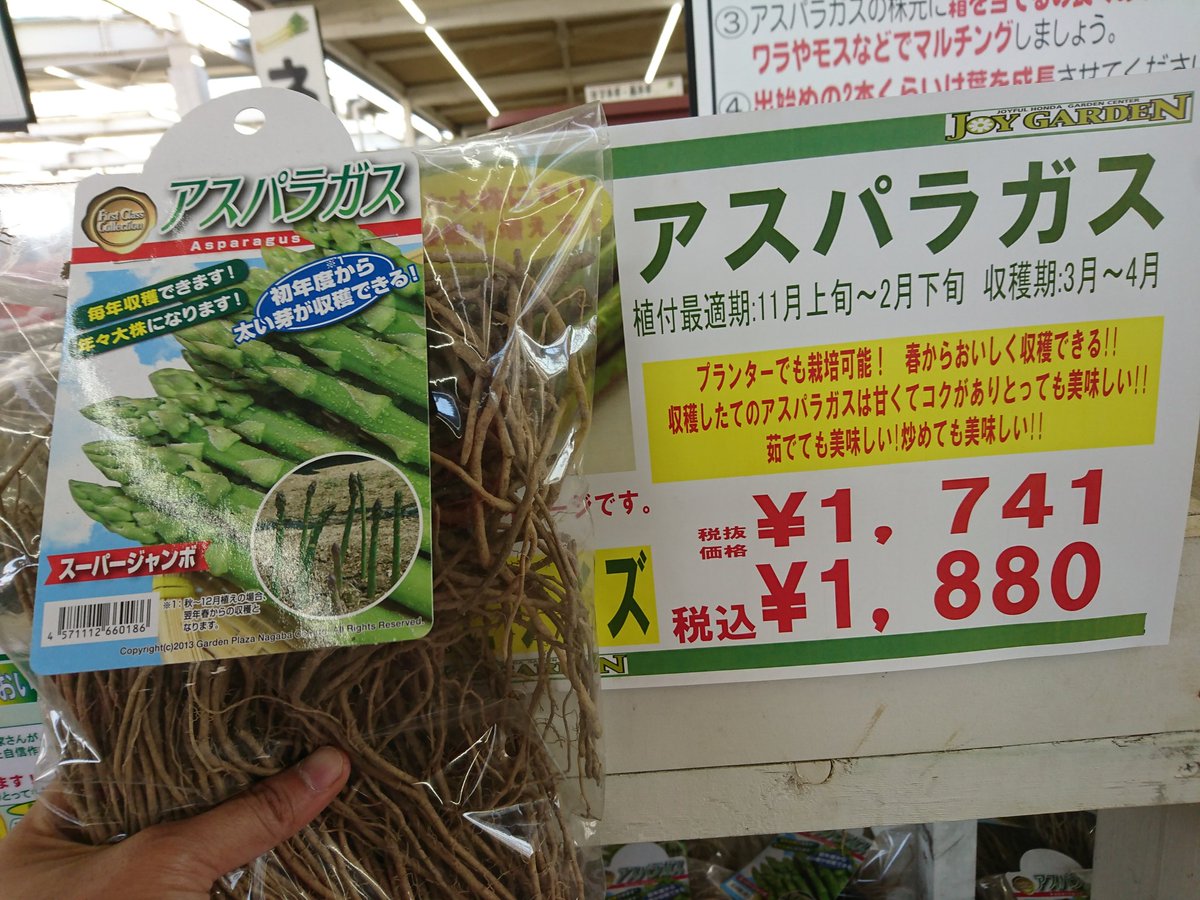 ジョイフル本田 ガーデンセンター Sur Twitter 幸手店ガーデン館 今年もアスパラガスの根株の入荷が始まりましたよ 毎年収穫出来る栄養たっぷりの特大株です 是非 ご自宅でアスパラ栽培してみませんか T Co Hmvimwttoo Twitter