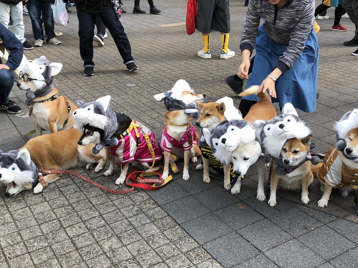chibi_miiko98's tweet photo. WAN WITH Ａ MISSONいた🐾 https://t.co/vwoJDa6lid