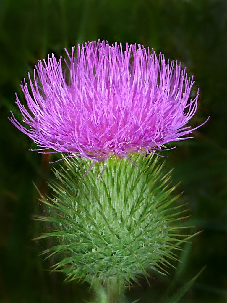 Scotland plants. Чертополох Шотландия. Чертополох символ Шотландии. Чертополох сизоватый. Национальный цветок Шотландии чертополох.