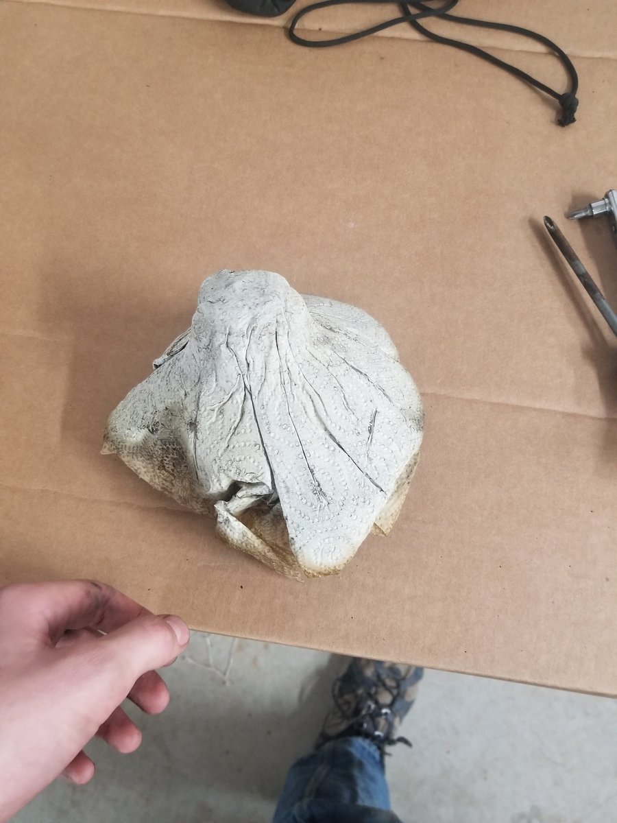 Timmy_Prime tweet media