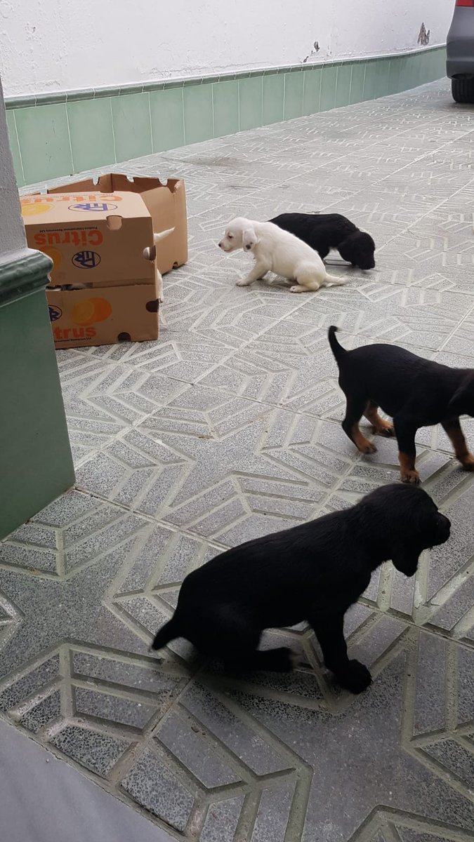 PLPueblacazalla's tweet photo. Policía Local recupera 5 cachorros a pie de A92 y les salva de un atropello seguro. Se desconoce si han sido abandonados por una persona sin escrupulos o bien la madre a podido fallecer víctima de un atropello. De cualquier manera si os interesa alguno estarán en el Albergue https://t.co/RNeG9TzKcp
