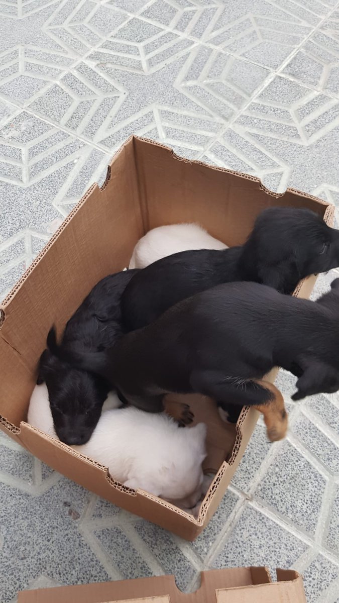 PLPueblacazalla's tweet photo. Policía Local recupera 5 cachorros a pie de A92 y les salva de un atropello seguro. Se desconoce si han sido abandonados por una persona sin escrupulos o bien la madre a podido fallecer víctima de un atropello. De cualquier manera si os interesa alguno estarán en el Albergue https://t.co/RNeG9TzKcp