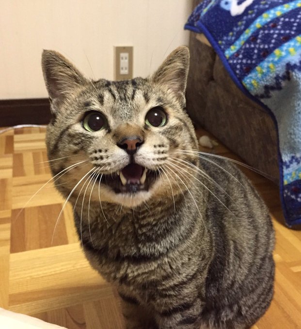 志村どうぶつ園で動物と話せるハイジの経歴は やらせ疑惑や依頼方法 料金は 大人のためのエンターテイメントメディアbibi ビビ