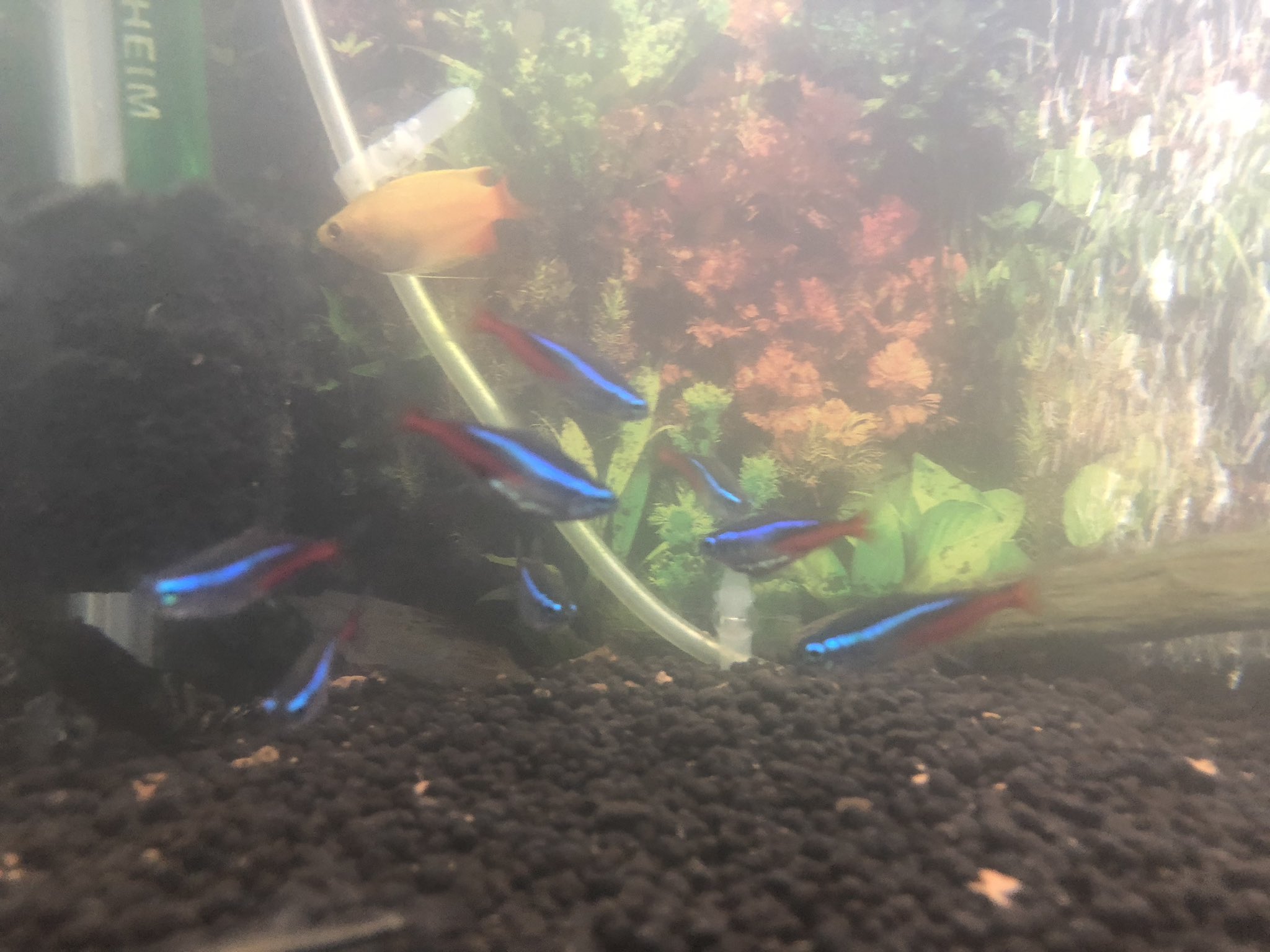 やまと 水換え コケ取り後だから少し濁ってる 鍵ついてるけど検索できるでしょ ゴールデンハニードワーフグラミー ネオンテトラ シルバーエンゼルフィッシュ サイアミーズフライングフォックス コリドラス オトシンクルス ミックスバルーン
