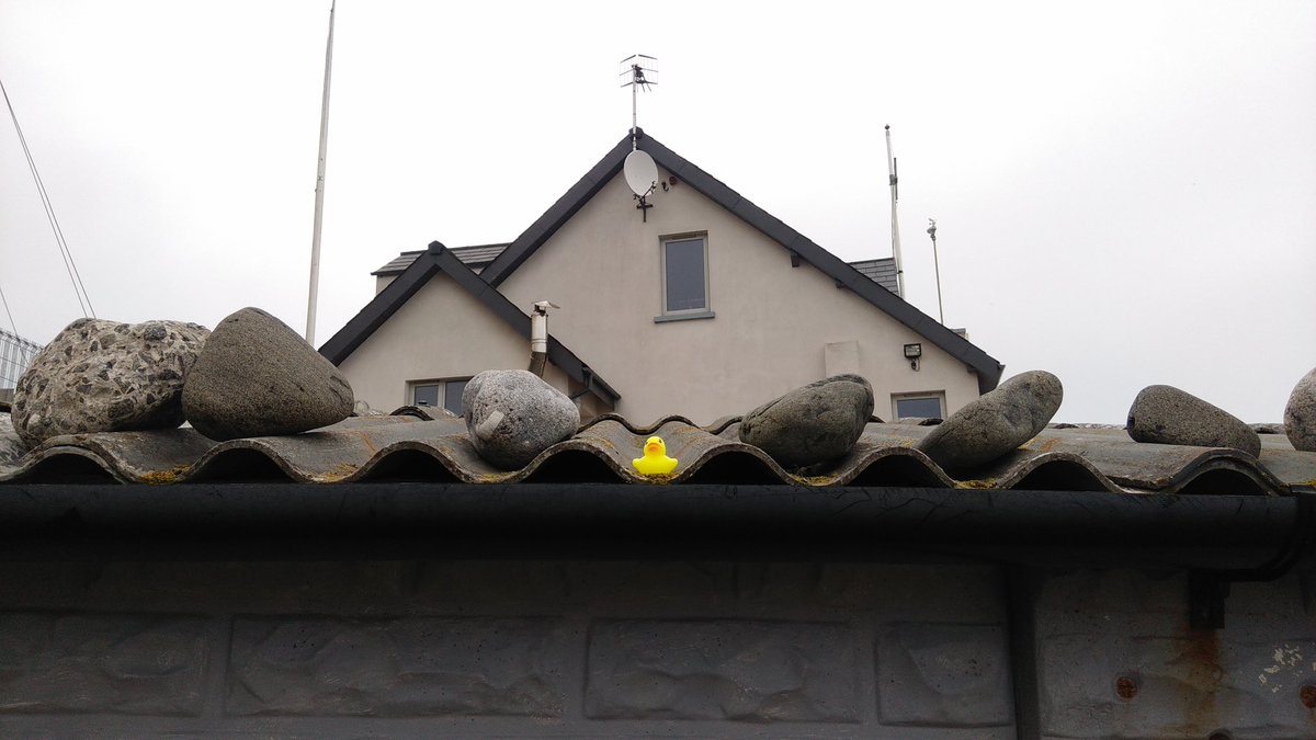 WhiteheadDucks's tweet photo. #Whitehead #Ducks #Roof https://t.co/V4elUAvnSn