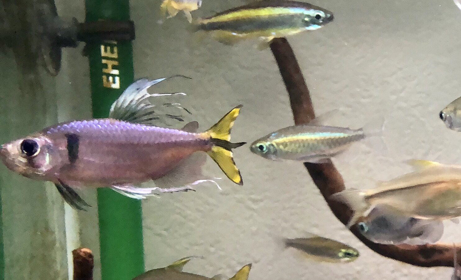 がらす No Twitter イエローコンゴテトラの本気 やばたにえん T Co 4miluamjaj Twitter