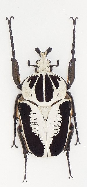 新着標本】 レギウスオオツノハナムグリ♂96mm Goliathus regius 1977