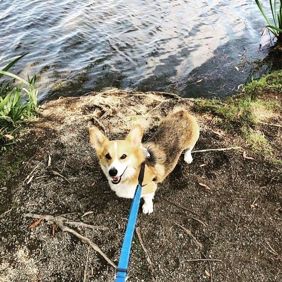 corgiloverusa's tweet image. what happen ?

#corgi #corgination #corgilove #corgifeed #corgilife #corgisofinstagram #corgicommunity #corgipuppy #puppy #puppylove #dog
#corgiaddict #corgis #welshcorgi #dogs_of_instagram #dogsofinstagram #instacorgi